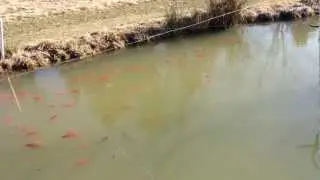 Fish Survive Predators and Winter