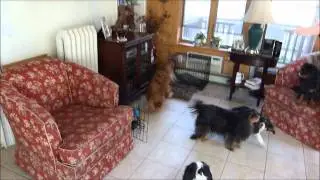 Cavalier Easter Egg Hunt