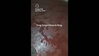 Discombobulated toad #frog #frogs #toad #toadette #phantomforces #fortnite #troglodyte_mignon