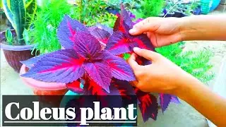 Coleus Plant Care Tips | How to Grow and Care for Coleus Indoors & Outdoors | #coleusplant #coleus