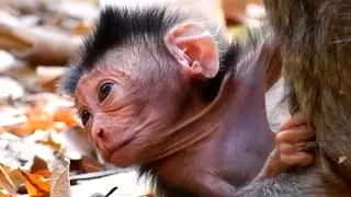 Tiny Baby Monkey Really Needs Mommy's Warm Care, AW