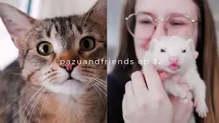 Life With All The Animals! | Episode 32