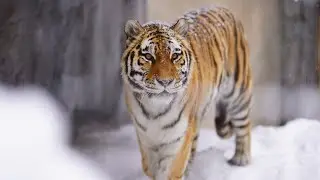 雪が降っても雨が降ってもウォーキングは大事です（旭山動物園　アムールトラのザリア）#lion #Amurtiger