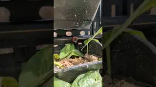 vertical garden# vertical #plants # vertical wall# short video#viral video #skygarden#verticaltower