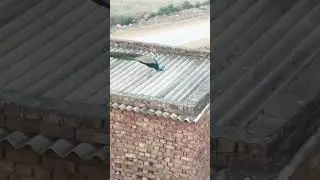 Har Har Mahadev #peacock #mahadeva #nature #wildlife #peace #viral #trending