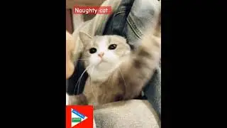 Naughty cat#naughtypets #naughty #catshorts #pets #trending #viral