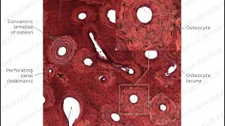 Histology lec 4 / (Bone tissue and types of bones)