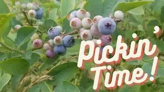 Our U-Pick blueberries are ripe and ready!