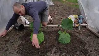 Growing Giant Pumpkins 2022 Episode 5 - Transplanting and First Week