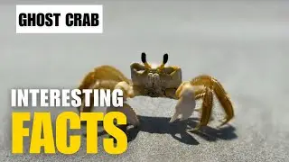 What Are the Most Interesting Facts About Ghost Crab?| Interesting Facts | The Beast World