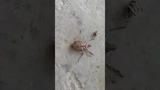 this insect is smell very bad smell #shorts #shortsfeed #wildlife #insects #yt #ytshorts