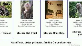 Mam&iacute;feros, orden primates, familia Cercopithecidae order primate family Cercopithecidae macaca las