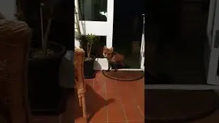 Curious fox attracted by Lana Del Rey song!