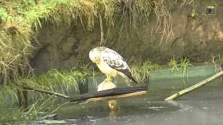 Witte buizerd en andere vogels op bot 20150308 Natuurkanaal