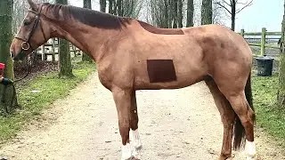 Diamond 🐴 6 yo gelding by Oklahoma vd Zelm