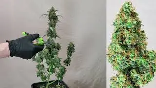 Green.Crack Auto Flower: Wet Trim!