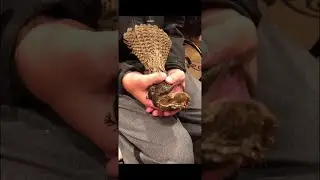 Eastern Whip-Poor-Will Flies into House During Dinner || ViralHog