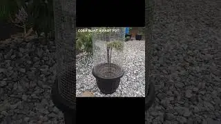 mini aviary pot