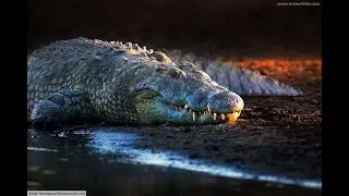 Jaws of Death: Inside the World of Nature's Apex Predators