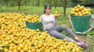 Harvesting Orange Garden Go To Market Sell, Replant vegetables in bamboo tubes - Free Bushcraft