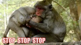 JANE BAD MOOD WITH JANET, SHE BITTED JANET , SHE  SCREAMING LOUDER.#MONKEY# #POWER ANIMALS#