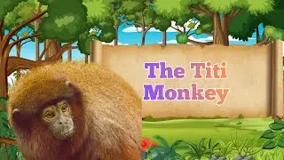 Titi Monkey