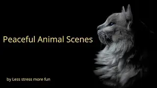 Peaceful Animal Scenes with Soft Music | Relax & Unwind