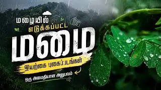 3 Min Cinematic Nature Escape | 4K Rain, Forest & Wildlife | Tamil Nadu