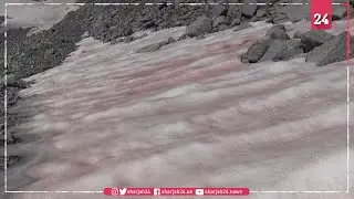Italian glacier turns pink owing to global warming-linked algae