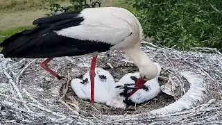 Trouble in the stork's nest~2023-06-20~Stork's nest in Russia