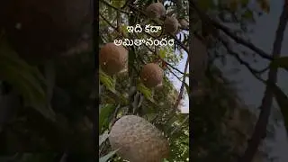 రామాఫలం | Ramaphalam #shorts #foryou #nature #naturelovers #food #farming #fruit #happy #harvesting