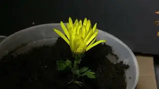 Time Lapse Video of Bloom of Chrysanthemum (菊花) Flower