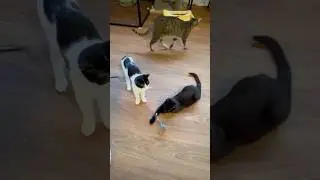 Playful Cats 🐾✨Pure Happiness