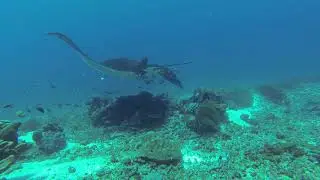 Komodo Mantas - Longer video of manta chillin