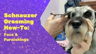 Step By Step How-To Trim Schnauzer Eyebrow Tips