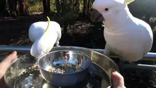 OK Glass: Cockatoos in Australia!