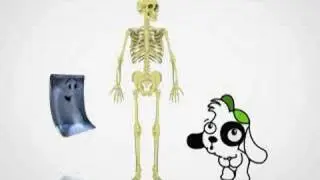 Discovery Kids - Doki Descubre - El Esqueleto Humano