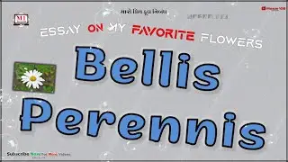 Bellis Perennis Flower | Essay On Bellis Perennis Flower | My Favorite Flower Bellis Perennis