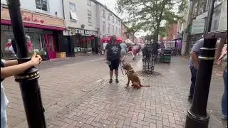 Milo - sit stay