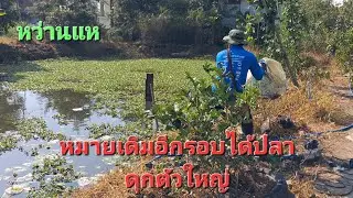 หว่านแหหมายเดิมอีกรอบได้ปลาดุก#หว่านแหจับปลา 
