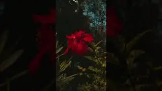 Aesthetic Overlay Video Featuring Blooming Flowers🥀 #song #youtubeshorts #viralvideo #trending