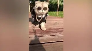 TRY TO NOT LAUGH Top 100 Highlights of Animals BEST FAIL ARMY