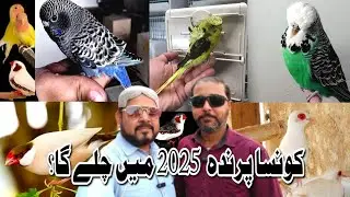 Which is Profitable Bird in 2025 | Birds Business in 2025 | Birds Future in 2025@duabirds007
