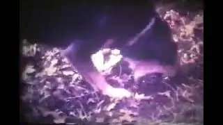 Rover the Dog Barfing Hurling Forestdale, Cape Cod Massachusetts 1979