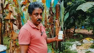 ഫലവൃഷങ്ങളിൽ ഹോമിയോ മരുന്ന് ഉപയോഗം '(GREEN VILLA)