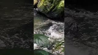 Relaxing stream sounds for instant calm