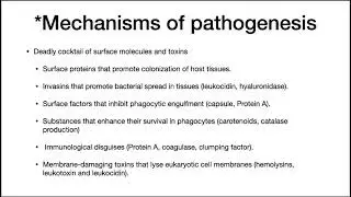 Staphylococcus aureus