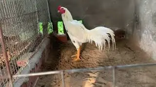 20/10 thái mỹ tơ 6tháng rưởi lớn kí 077,6946,584 hoặc zelo #chicken