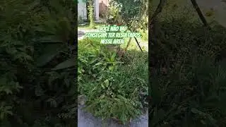Ouvi palavras de des&acirc;nimo no in&iacute;cio, mas com dedica&ccedil;&atilde;o, tive bons resultados #music #flores #plantas