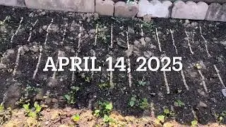 Timelapse- Fixing clay soil Part One